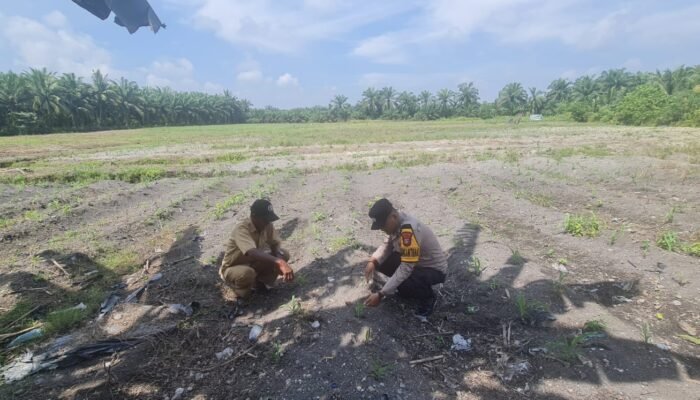 Hadapi Kemarau dan Serangan Hama, Polsek Tambusai Utara Kawal Ketahanan Pangan Jagung di Simpang Harapan
