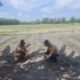 Hadapi Kemarau dan Serangan Hama, Polsek Tambusai Utara Kawal Ketahanan Pangan Jagung di Simpang Harapan
