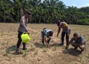 Polsek Kunto Darussalam Dukung Pertanian Jagung Kembang Damai Perkuat Ketahanan Pangan Nasional