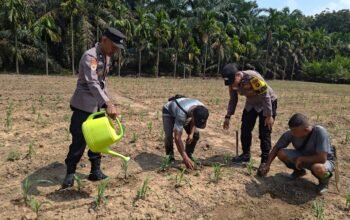Polsek Kunto Darussalam Dukung Pertanian Jagung Kembang Damai Perkuat Ketahanan Pangan Nasional