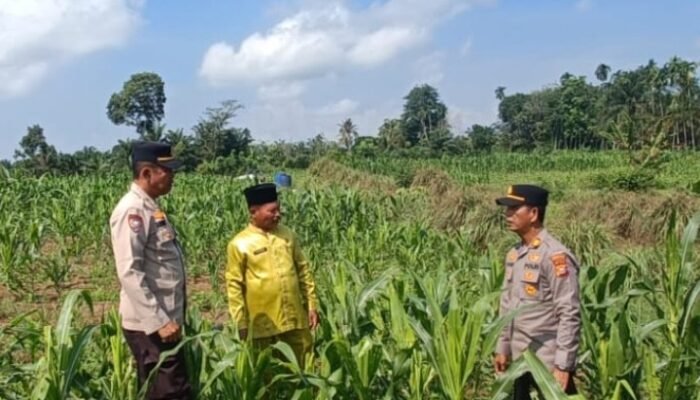 Polsek Tambusai Turun ke Lahan Desa Batas, Pastikan Perawatan Jagung Dukung Swasembada Pangan Nasional