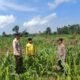 Polsek Tambusai Turun ke Lahan Desa Batas, Pastikan Perawatan Jagung Dukung Swasembada Pangan Nasional