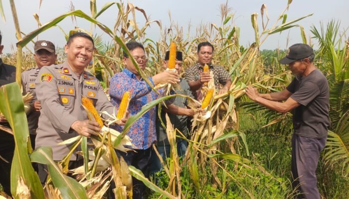 Polsek Kabun Panen 600 Kg Jagung, Perkuat Pasokan Pangan Wujud Swasembada Pangan Nasional