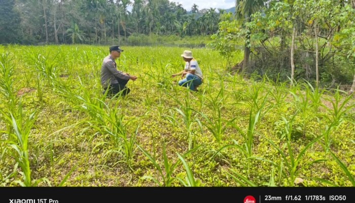 Polsek Rokan IV Koto Berdayakan Petani di Tibawan Dukung Ketahanan Pangan Nasional