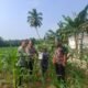 Polsek Rambah Hilir Tingkatkan Pendampingan Petani Rambah Muda Dukung Ketahanan Pangan Nasional