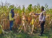 Polsek Rambah Cek Pertumbuhan Jagung Pipil, Dukung Program Ketahanan Pangan di Lahan 6 Hektare