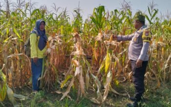 Polsek Rambah Cek Pertumbuhan Jagung Pipil, Dukung Program Ketahanan Pangan di Lahan 6 Hektare