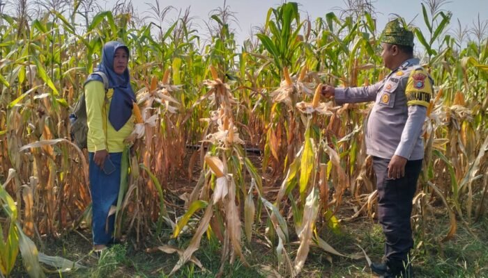 Polsek Rambah Cek Pertumbuhan Jagung Pipil, Dukung Program Ketahanan Pangan di Lahan 6 Hektare