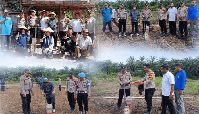 Polsek Tambusai Utara Perkuat Ketahanan Pangan Melalui Penanaman Jagung Kuartal III