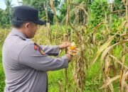 Jelang Panen, Polsek Rokan IV Koto Perkuat Ketahanan Pangan di Rokan Koto Ruang