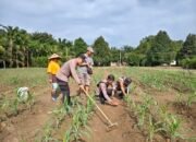 Polsek Kunto Darussalam Sisir Lahan Jagung, Langkah Nyata Menjaga Ketahanan Pangan