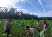 Pantau Jagung Hibrida di Rambah Muda, Polsek Rambah Hilir Dukung Swasembada Pangan