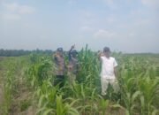 Dukung Swasembada Pangan, Polsek Kepenuhan Pantau Pertumbuhan Jagung Hibrida di Lahan PT BSM