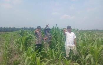 Dukung Swasembada Pangan, Polsek Kepenuhan Pantau Pertumbuhan Jagung Hibrida di Lahan PT BSM
