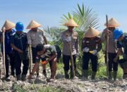 Polsek Tambusai Gandeng Kelompok Tani Tanam Jagung Pipil Kuartal III, Dukung Ketahanan Pangan Nasional