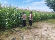 Polsek Tambusai Utara Dorong Produksi Jagung Pipil sebagai Komoditas Penguat Ketahanan Pangan