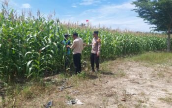 Polsek Tambusai Utara Dorong Produksi Jagung Pipil sebagai Komoditas Penguat Ketahanan Pangan