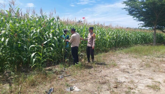 Polsek Tambusai Utara Dorong Produksi Jagung Pipil sebagai Komoditas Penguat Ketahanan Pangan