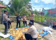 Panen 500 Kg Jagung di Koto Ruang, Polsek Rokan IV Koto Perkuat Ketahanan Pangan Nasional