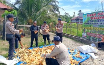 Panen 500 Kg Jagung di Koto Ruang, Polsek Rokan IV Koto Perkuat Ketahanan Pangan Nasional