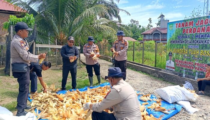 Panen 500 Kg Jagung di Koto Ruang, Polsek Rokan IV Koto Perkuat Ketahanan Pangan Nasional