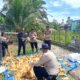 Panen 500 Kg Jagung di Koto Ruang, Polsek Rokan IV Koto Perkuat Ketahanan Pangan Nasional