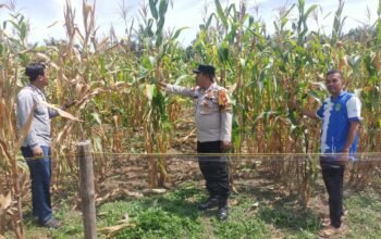Jelang Panen ,Polsek Rokan IV Koto Antisipasi Hama Dukung Swasembada Pangan Nasional 