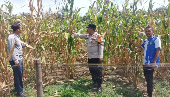 Jelang Panen ,Polsek Rokan IV Koto Antisipasi Hama Dukung Swasembada Pangan Nasional 