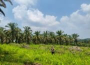 Polsek Rokan IV Koto Pantau Jagung, Dorong Potensi Desa untuk Swasembada Pangan