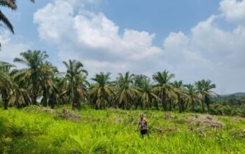 Polsek Rokan IV Koto Pantau Jagung, Dorong Potensi Desa untuk Swasembada Pangan