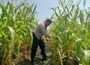 Polsek Kabun Kawal Pertumbuhan Jagung Dukung Ketahanan Pangan Nasional Hingga Masa Panen