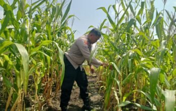 Polsek Kabun Kawal Pertumbuhan Jagung Dukung Ketahanan Pangan Nasional Hingga Masa Panen