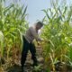Polsek Kabun Kawal Pertumbuhan Jagung Dukung Ketahanan Pangan Nasional Hingga Masa Panen
