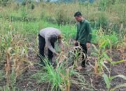 Polsek Rokan IV Koto Dorong Lahan Jagung Tetap Produktif, Perkuat Ketahanan Pangan Nasional