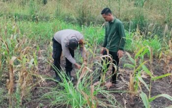 Polsek Rokan IV Koto Dorong Lahan Jagung Tetap Produktif, Perkuat Ketahanan Pangan Nasional