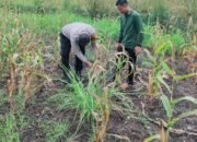 Polsek Rokan IV Koto Dorong Lahan Jagung Tetap Produktif, Perkuat Ketahanan Pangan Nasional