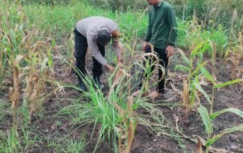 Polsek Rokan IV Koto Dorong Lahan Jagung Tetap Produktif, Perkuat Ketahanan Pangan Nasional