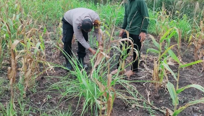 Polsek Rokan IV Koto Dorong Lahan Jagung Tetap Produktif, Perkuat Ketahanan Pangan Nasional