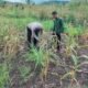 Polsek Rokan IV Koto Dorong Lahan Jagung Tetap Produktif, Perkuat Ketahanan Pangan Nasional
