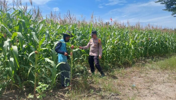 Polsek Tambusai Utara Dorong Swasembada Pangan di Suka Dama