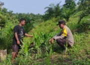 Polsek Rokan IV Koto Kawal Jagung, Targetkan Panen November Dukung Swasembada Pangan