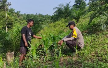 Polsek Rokan IV Koto Kawal Jagung, Targetkan Panen November Dukung Swasembada Pangan