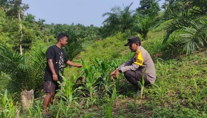 Polsek Rokan IV Koto Kawal Jagung, Targetkan Panen November Dukung Swasembada Pangan