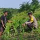 Polsek Rokan IV Koto Kawal Jagung, Targetkan Panen November Dukung Swasembada Pangan