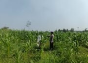 Polsek Rambah Hilir Kawal Ketahanan Pangan Jagung Hibrida Tumbuh Pesat