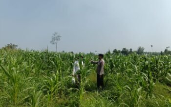 Polsek Rambah Hilir Kawal Ketahanan Pangan Jagung Hibrida Tumbuh Pesat