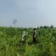 Polsek Rambah Hilir Kawal Ketahanan Pangan Jagung Hibrida Tumbuh Pesat