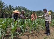 Jagung Hibrida Tumbuh Pesat, Polsek Kunto Darussalam Perkuat Ketahanan Pangan di Kembang Damai 