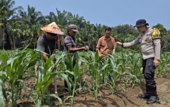 Jagung Hibrida Tumbuh Pesat, Polsek Kunto Darussalam Perkuat Ketahanan Pangan di Kembang Damai 