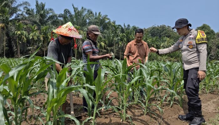 Jagung Hibrida Tumbuh Pesat, Polsek Kunto Darussalam Perkuat Ketahanan Pangan di Kembang Damai 